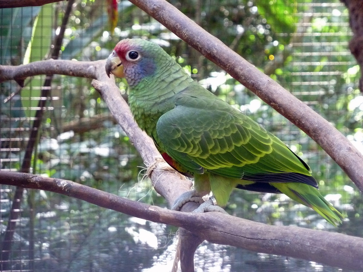 Amazoňan červenochvostý - Amazona brasiliensis